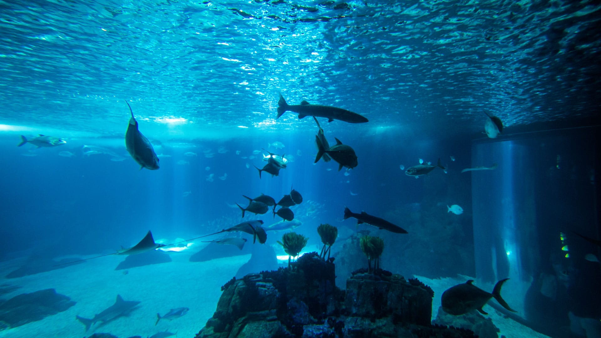 Wärmetauscher in der Aquaristik