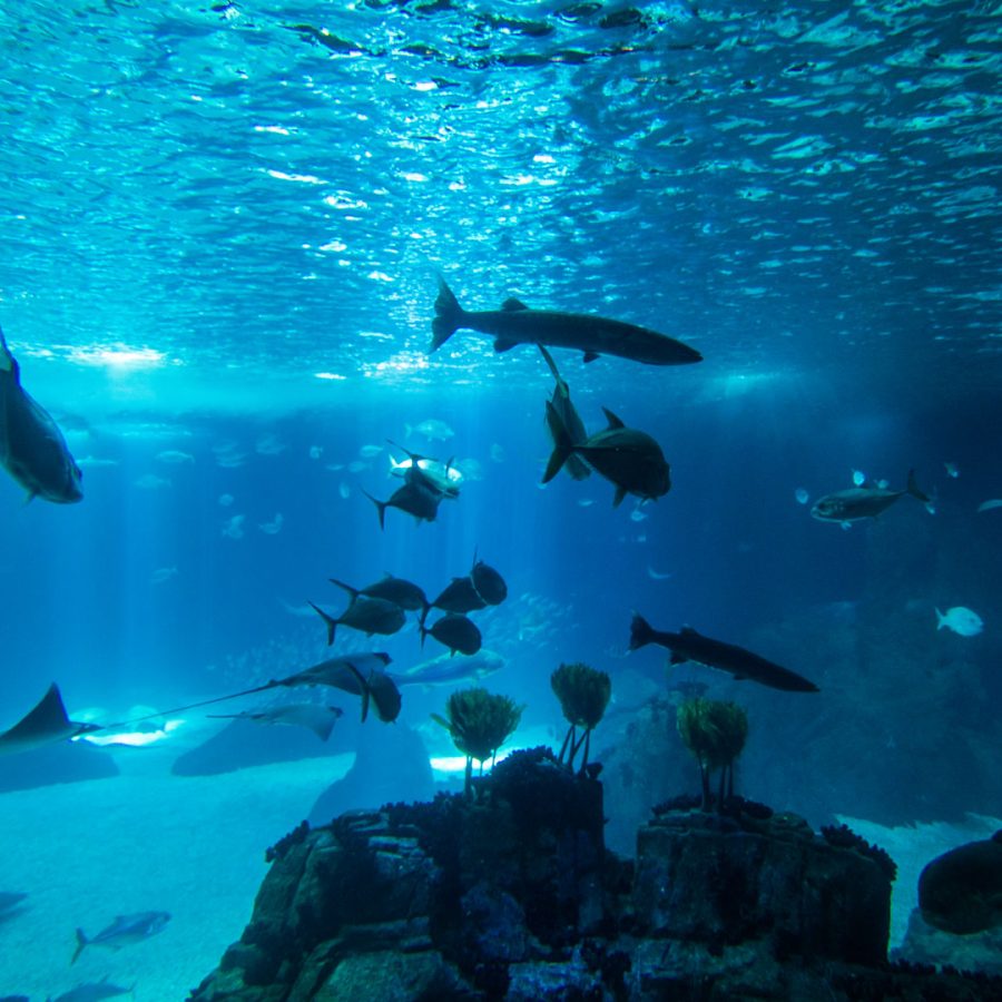 Wärmetauscher in der Aquaristik